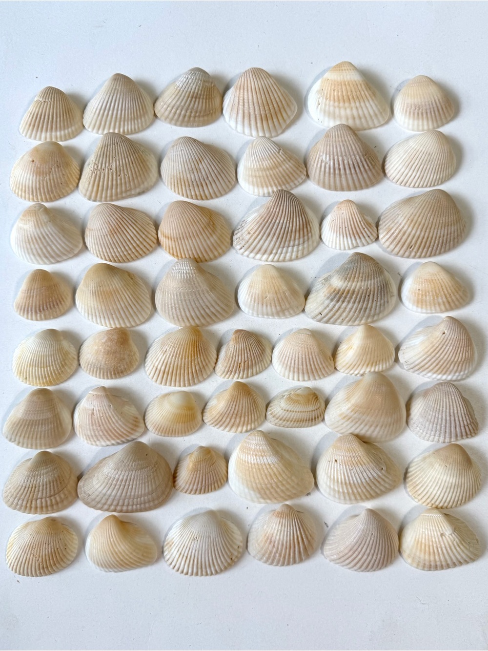 Seashells 50 Ark Clam Shells 1-1/4” to 2-1/8” Creamy Beach Coastal Decor Crafts
